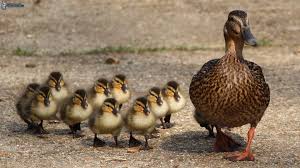 Educare vuol dire togliere